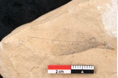 Foto (Detailansicht) von Plantae indet.  (NHMW-GEO-2024-0188-11502)